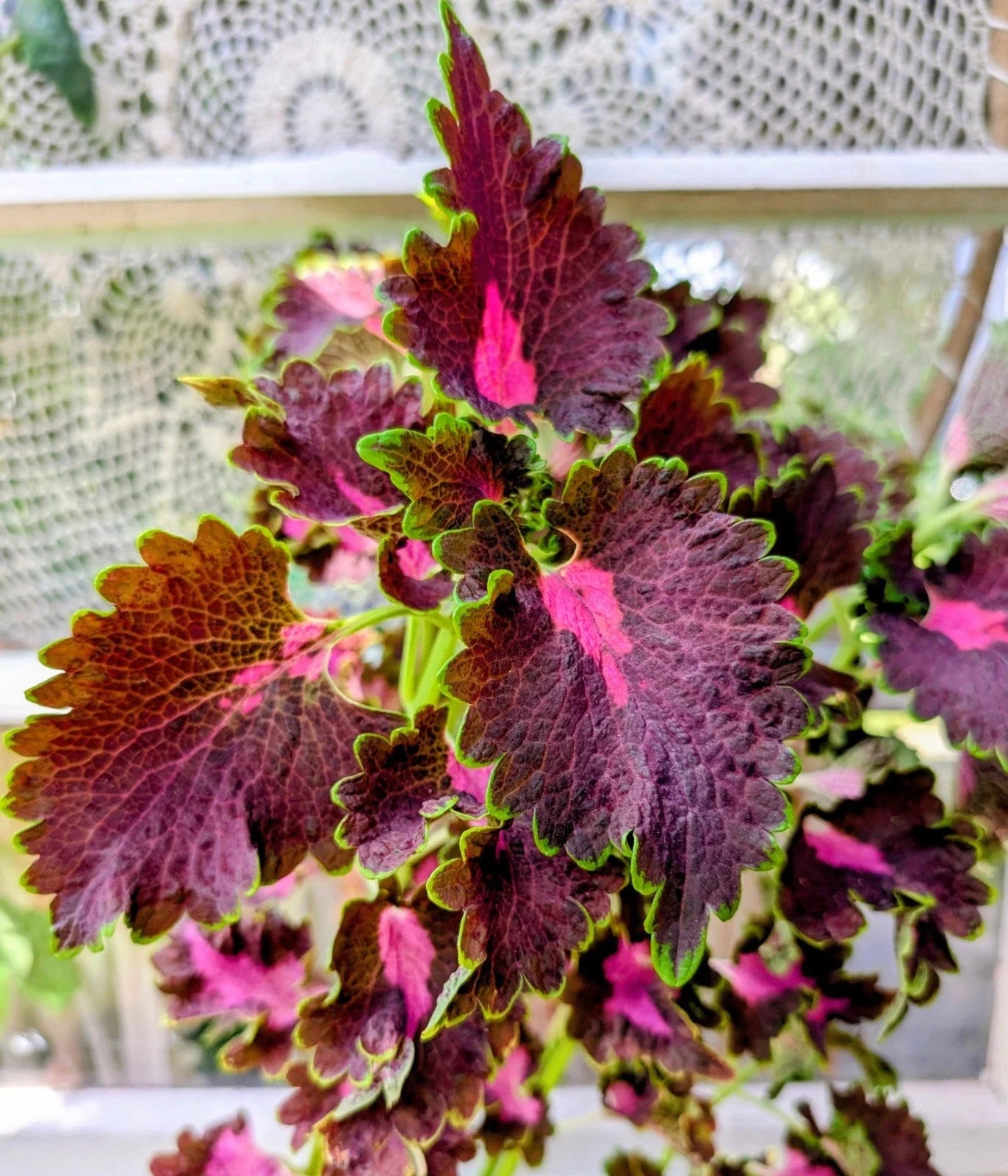 Black Dragon Coleus Live Rooted Plant 4" Pot - Solenostemon scutellarioides Burgundy Foliage Indoor Outdoor Garden Decor