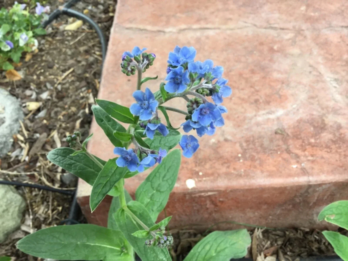 Forget Me Not Seeds - 100 Organic Blue Flower Seeds | Myosotis spp.