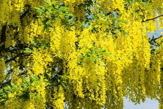 Golden Chain Tree Seeds - 20 Pack Laburnum alpinum - US Seller