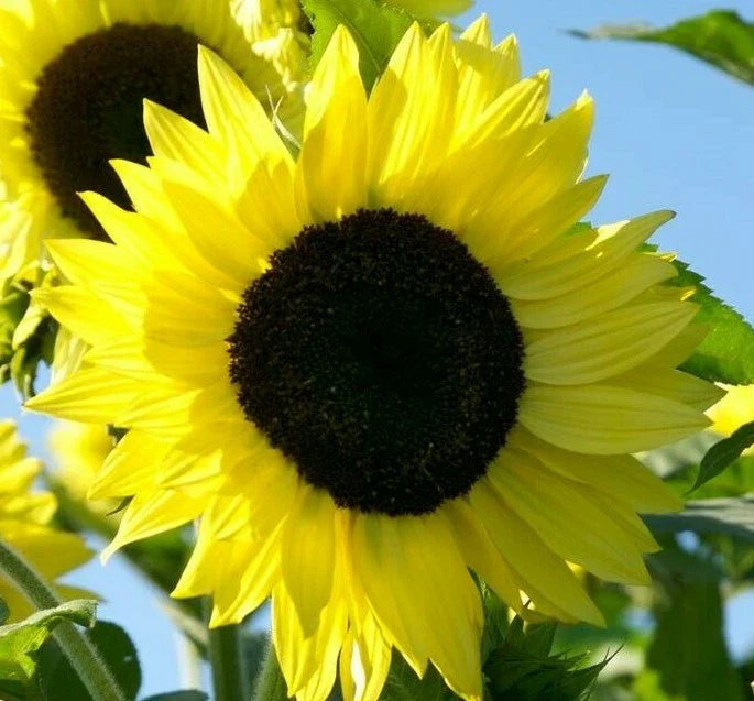 Lemon Queen Sunflower Seeds - 20+ Annual Flowers, Attracts Bees & Birds