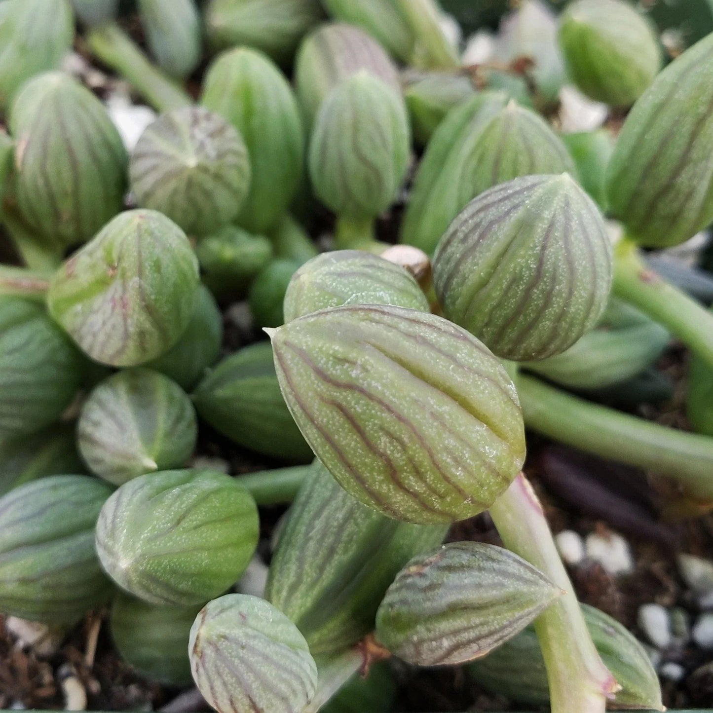 String of Watermelon Plant in 4" Pot – Senecio herreianus Succulent for Indoor Decor