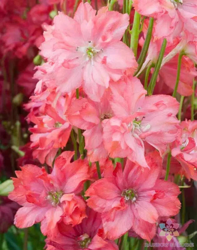 200+ Princess Caroline Delphinium Seeds - Blue Perennial Flowers - Delphinium elatum - USA