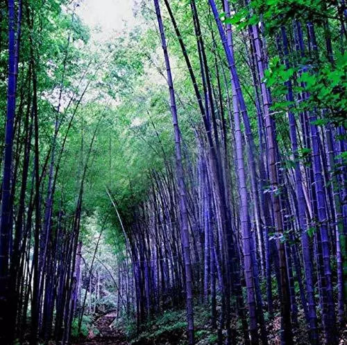 Rare Purple Bamboo Seeds 50pcs - Phyllostachys nigra 'Henon' for Indoor & Outdoor Gardens
