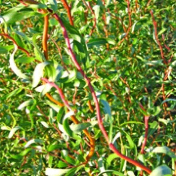 Scarlet Curls Willow Live Plant – 12+ Inches, Ornamental Salix Matsudana x S. Alba, Curly Branches, Red and Orange Bark