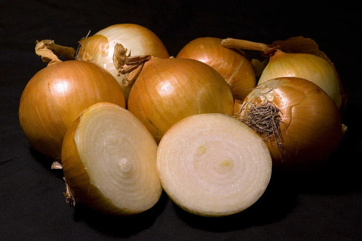 Walla Walla Sweet Onion Seeds - 300 Heirloom Non-GMO Seeds - USA Seller
