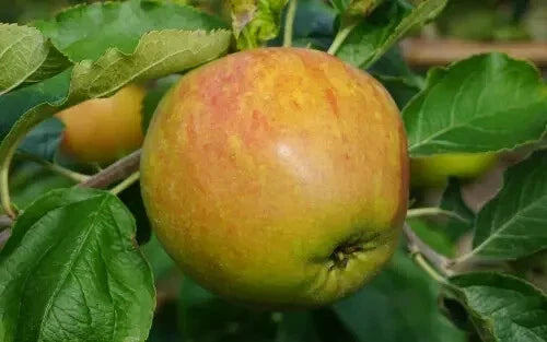 Sir Isaac Newton's Apple Tree Seeds – 25+ Organic Malus domestica Seeds for Home Garden Planting