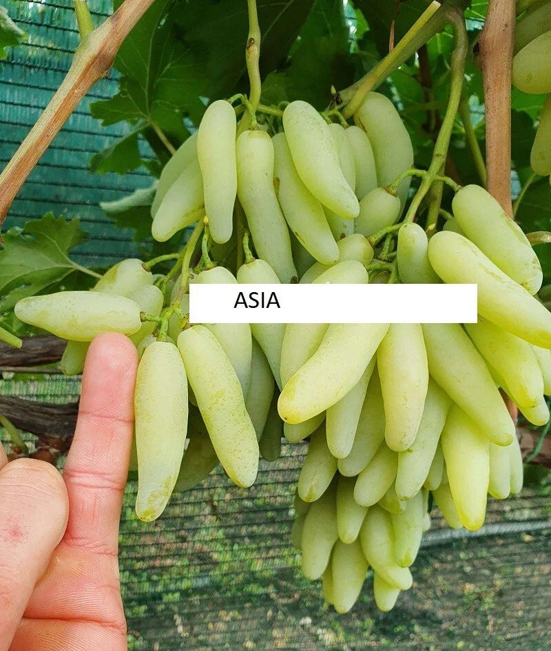 Seedless Grape Vine Cuttings - 5 Asia Variety Rooting/Grafting Cuttings Imported from Ukraine