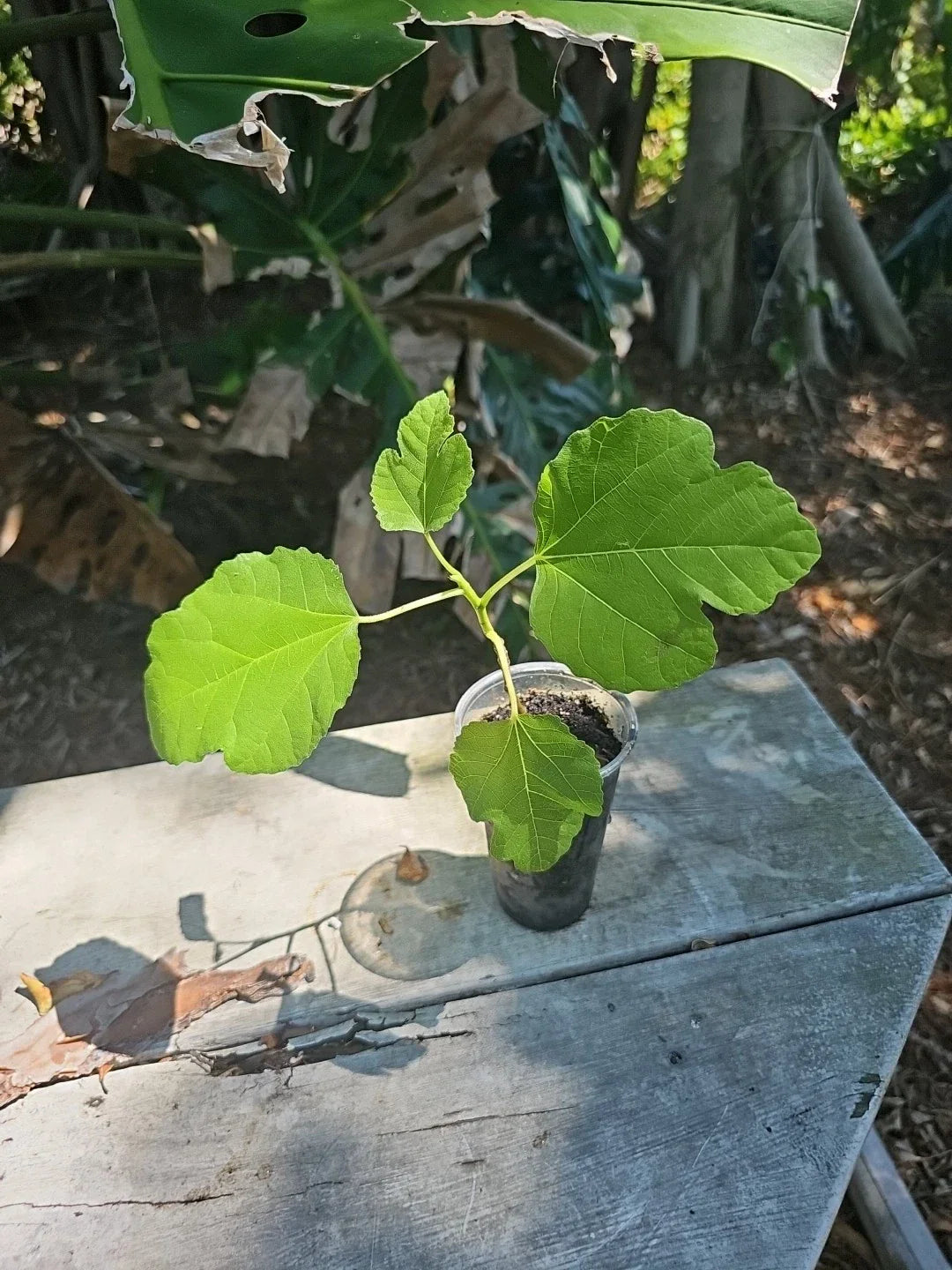 Fig Tree Starter Plant 3" Pot - Edible Ficus carica, Easy to Grow