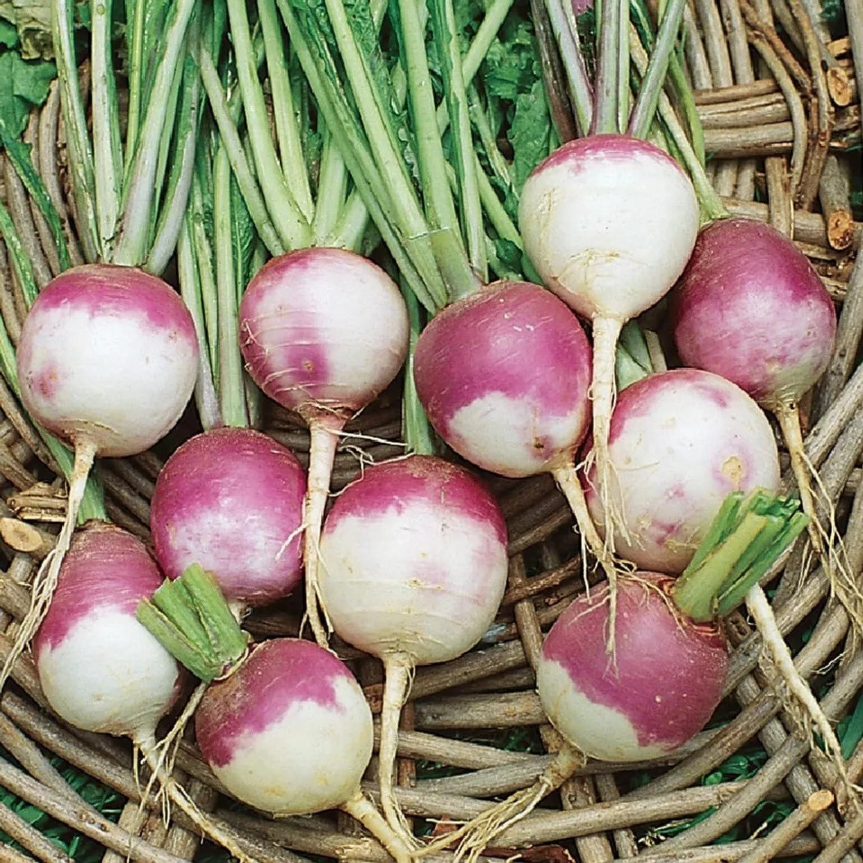 Purple Top Turnip Seeds – Organic Heirloom Brassica rapa, Non-GMO, High Yield, Packaged for Direct Sowing, 5000+ Seeds