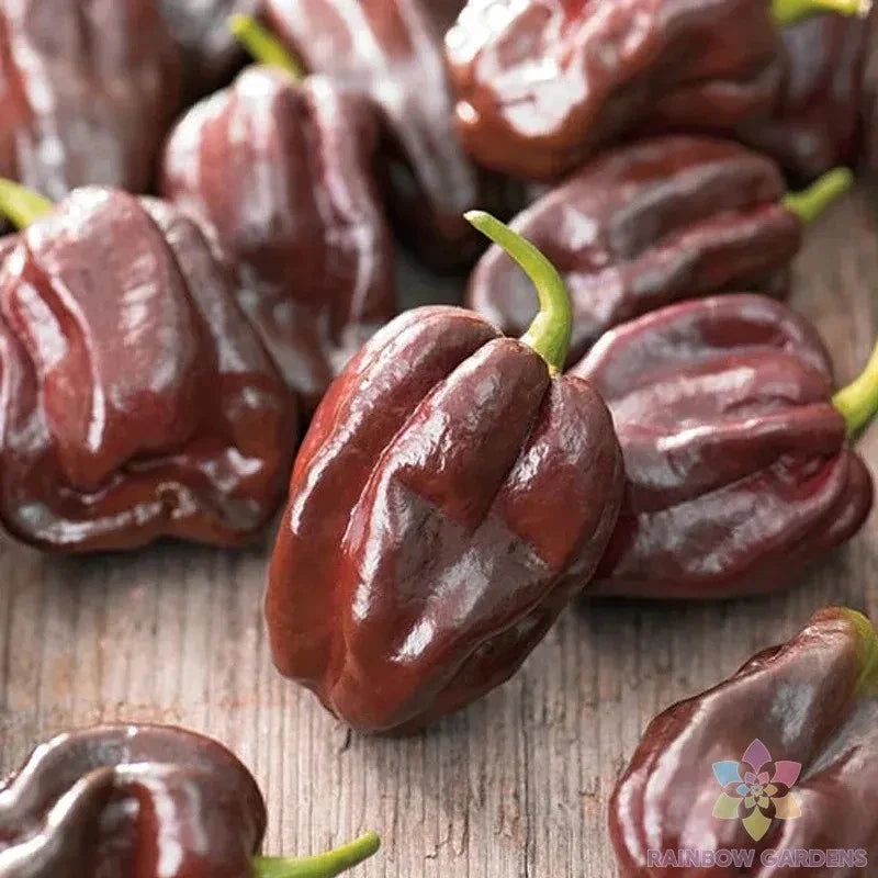 Chocolate Habanero Hot Pepper Seeds - 25+ Pack - Capsicum chinense - Heirloom Variety for Garden Planting