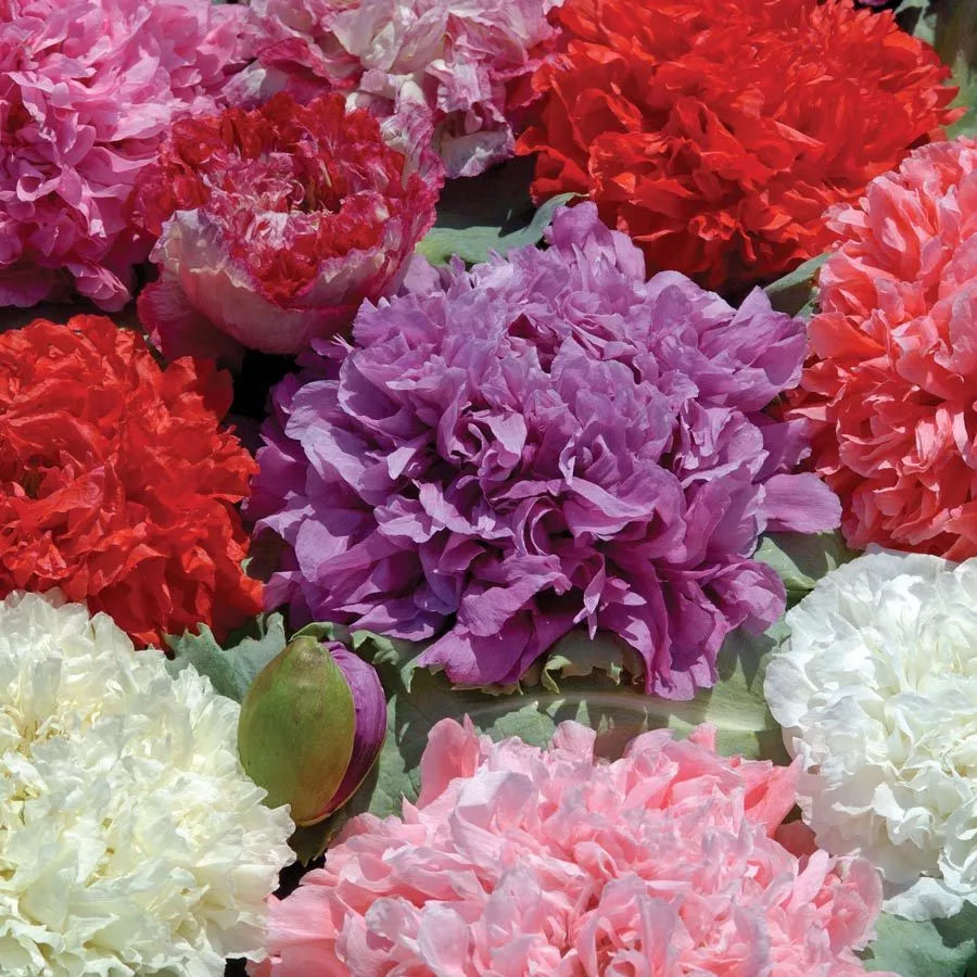 Poppy Peony Double Mixed Seeds - 100 Count | Red Pink White Purple Blooms