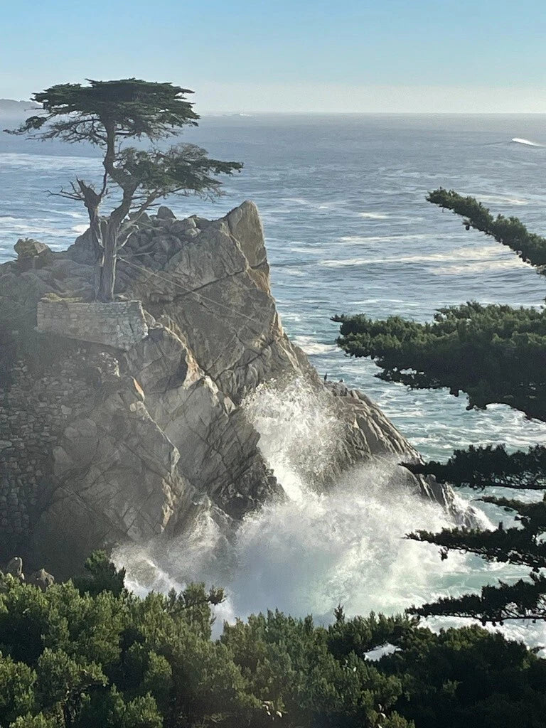 Monterey Cypress Seeds - Organic Cupressus macrocarpa Tree Seeds for Planting