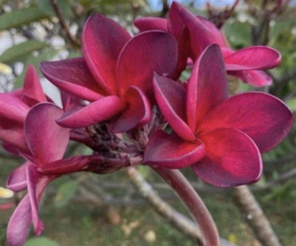 Rooted Plumeria Cutting Wildfire - 17" Tropical Frangipani Plant with Fragrant Blooms