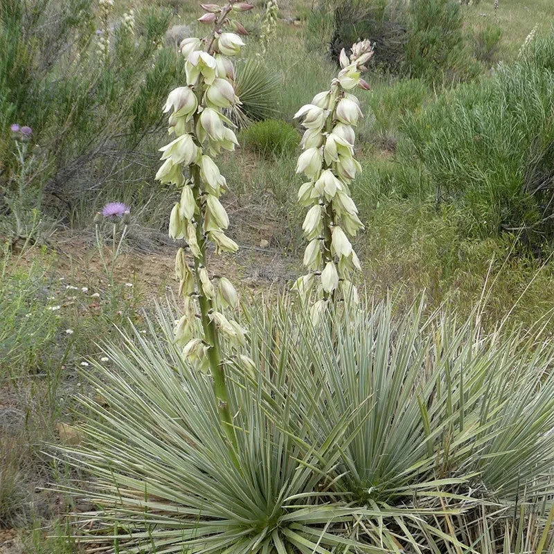 25 Seeds Soapweed Yucca Glauca White Flower Native Perennial Plant GroCo US