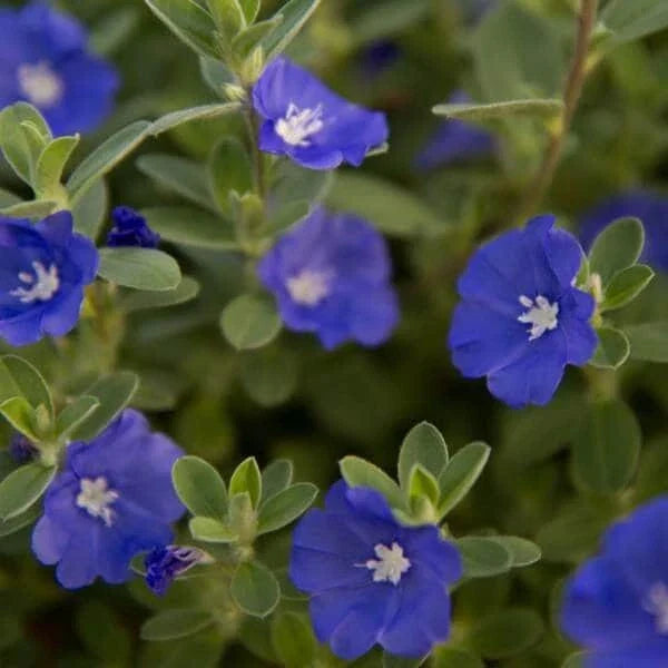 Evolvulus Blue Daze Live Plant Plug - Blue Flowers, Ground Cover, Perennial