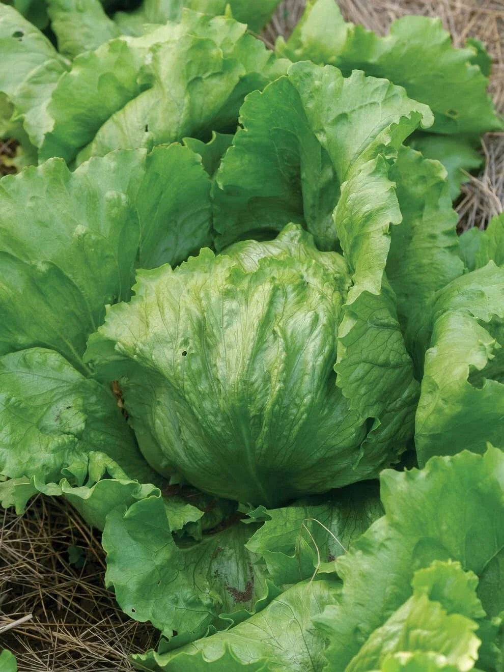 Iceberg Lettuce Seeds - Organic Non-GMO Heirloom Lactuca sativa, 250+ Seeds for Home Garden & Container Growing