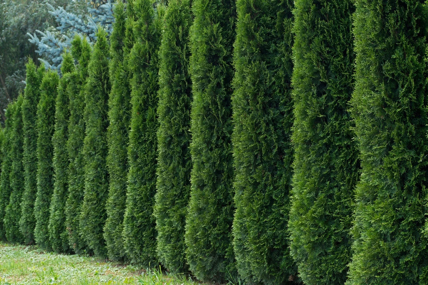 50 Thuja occidentalis Tree Seeds for Hedge, Privacy Screen, Evergreen Landscaping, White Cedar Arborvitae
