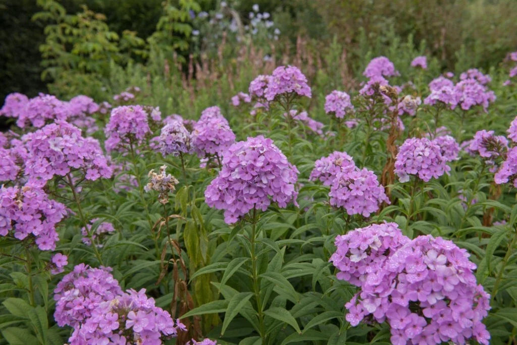Luc's Lilac Phlox Seeds - 100+ Pack, Perennial, Vibrant Lilac Blooms, Phlox paniculata, Garden Planting