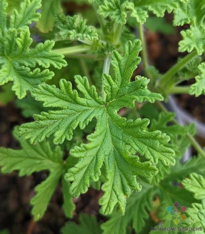 Citrosa Geranium Seeds - Mosquito Repellent Pelargonium 'Citrosum' for Garden, Pots, and Beds - 25+ Seeds