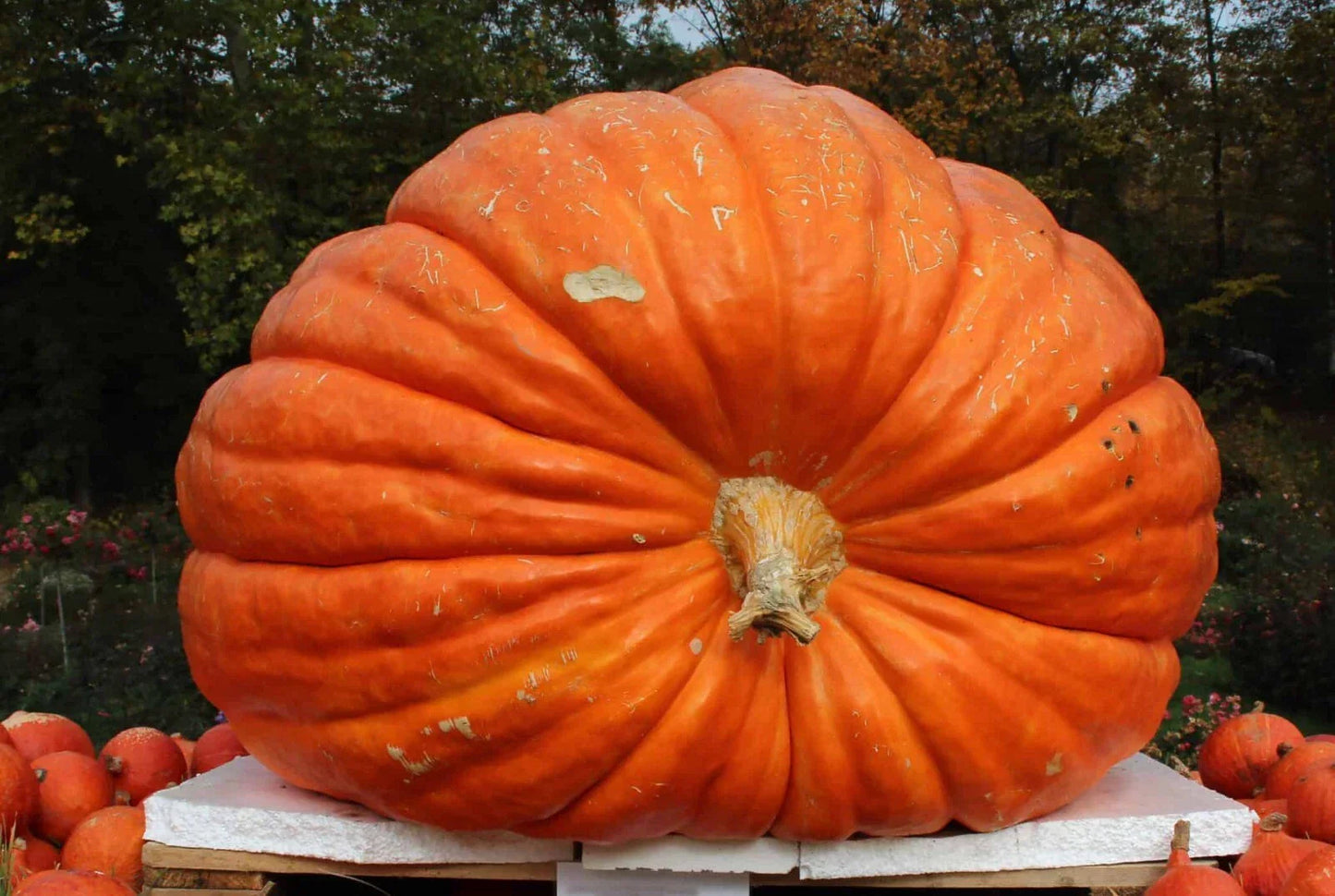 Big Max Pumpkin Seeds - Heirloom Non-GMO Giant Variety - 100+ Seeds
