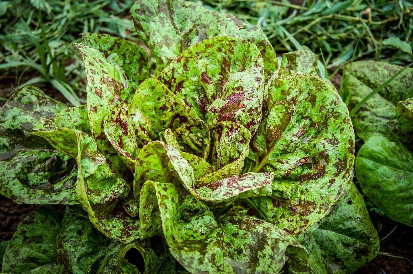 Freckles Romaine Lettuce Seeds – Heirloom Lactuca sativa for Home Gardening, Salad, Wraps, Indoor & Outdoor Planting