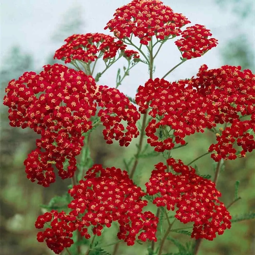 Yarrow Seeds 100 ct Cerise Queen - Achillea millefolium Flower Seeds for Garden and Landscaping