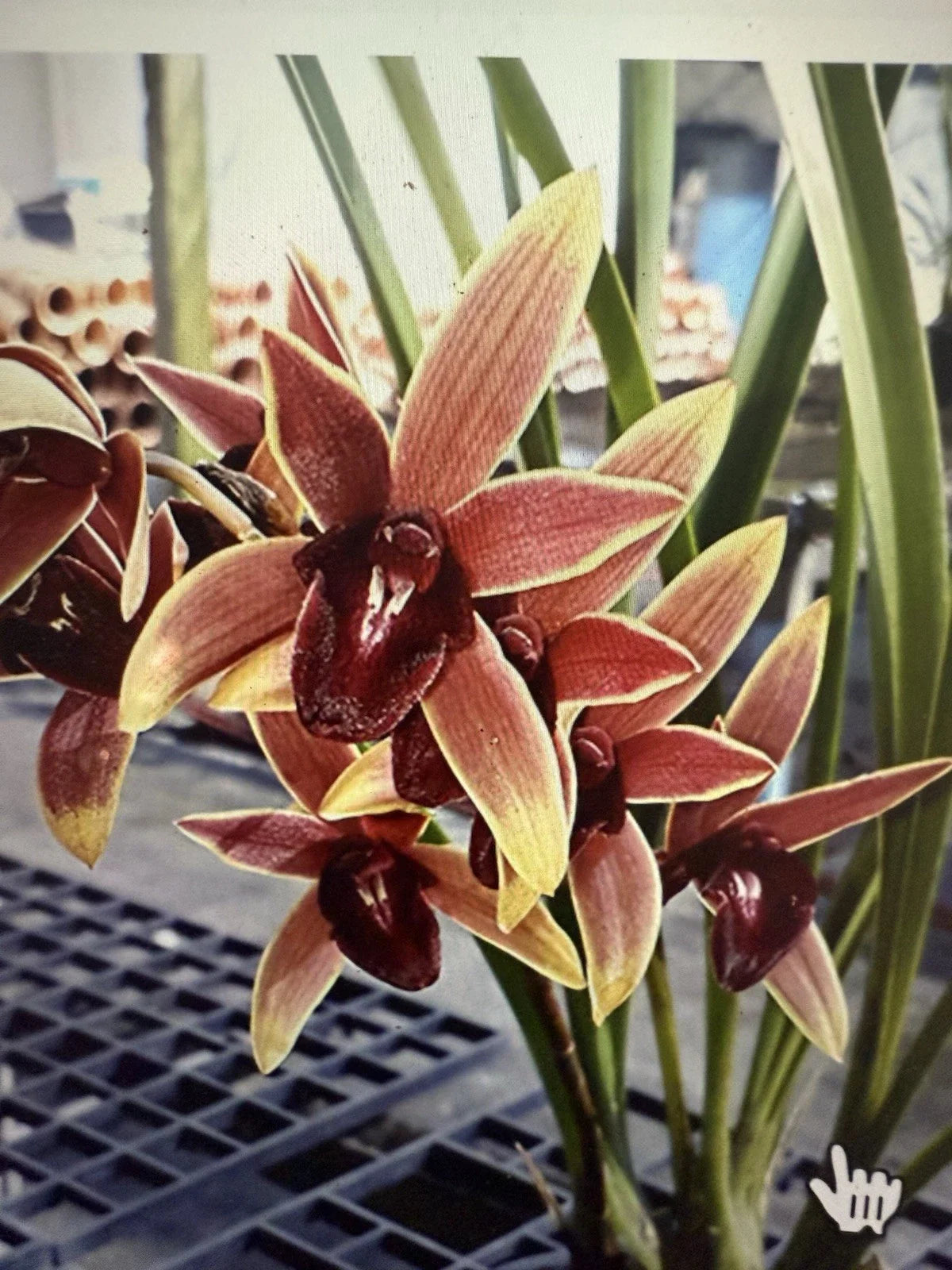 Orchid Plant Bare Root Cymbidium 'Aussie Dreamtime' Exotic Flowering Houseplant, Pink Yellow White