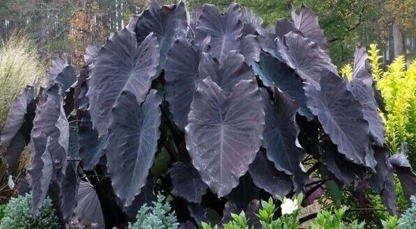 Black Ruffles Elephant Ear Plant - Small Rooted Starter - Colocasia esculenta with Unique Black Foliage