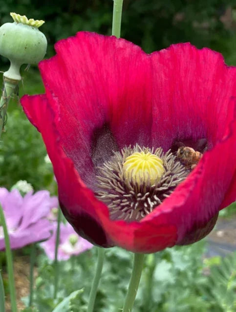 Organic Poppy Seeds - Red Mix Large Flowers & Decorative Pods - Papaver somniferum - 500 Seeds