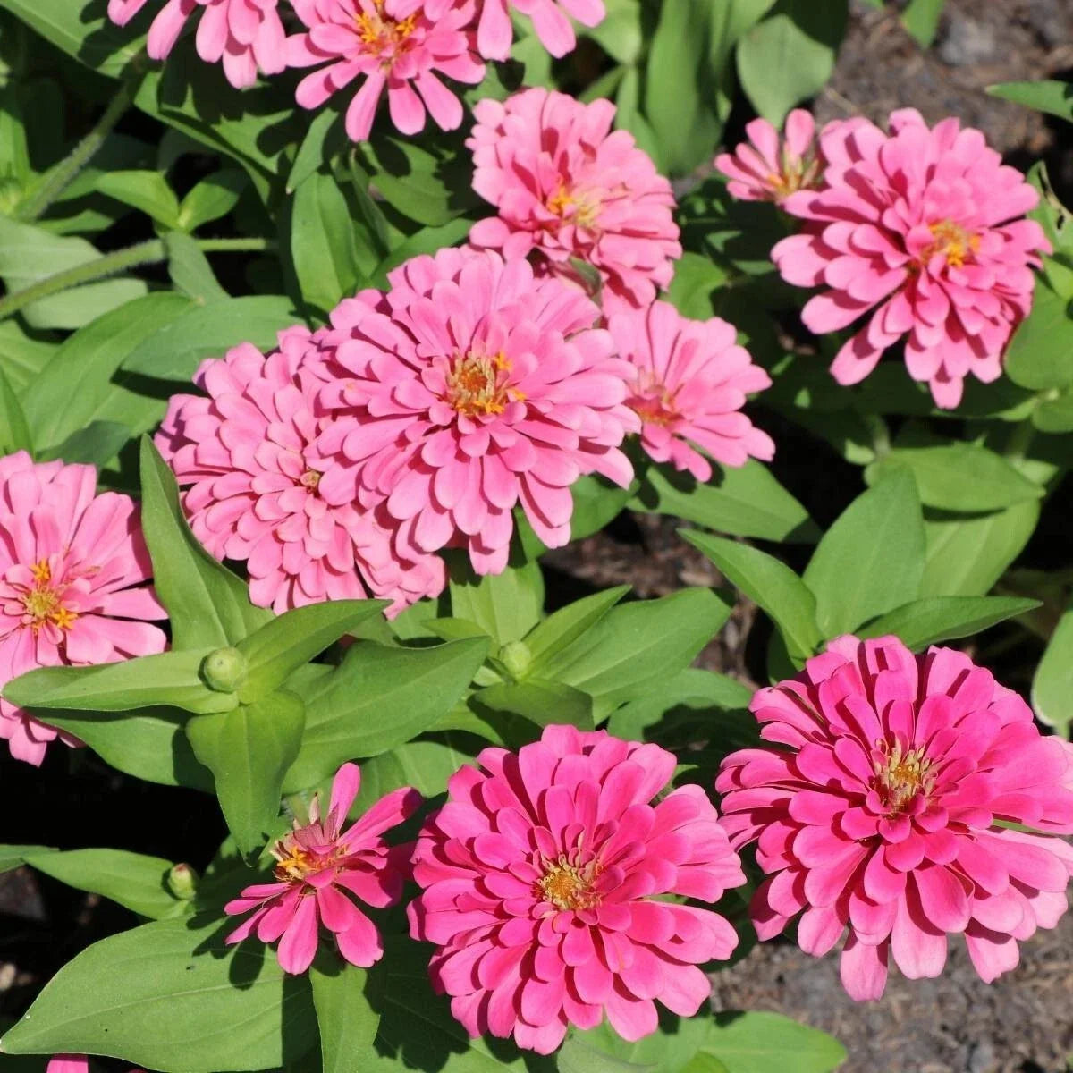 Luminosa Zinnia Seeds - 100+ Pack, Colorful Annual Flowers, Zinnia elegans, Garden Planting, Bee & Butterfly Attracting