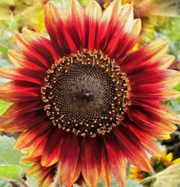 Indian Blanket Sunflower Seeds - 30+ Gaillardia pulchella Annual Flowers, Attract Bees & Birds
