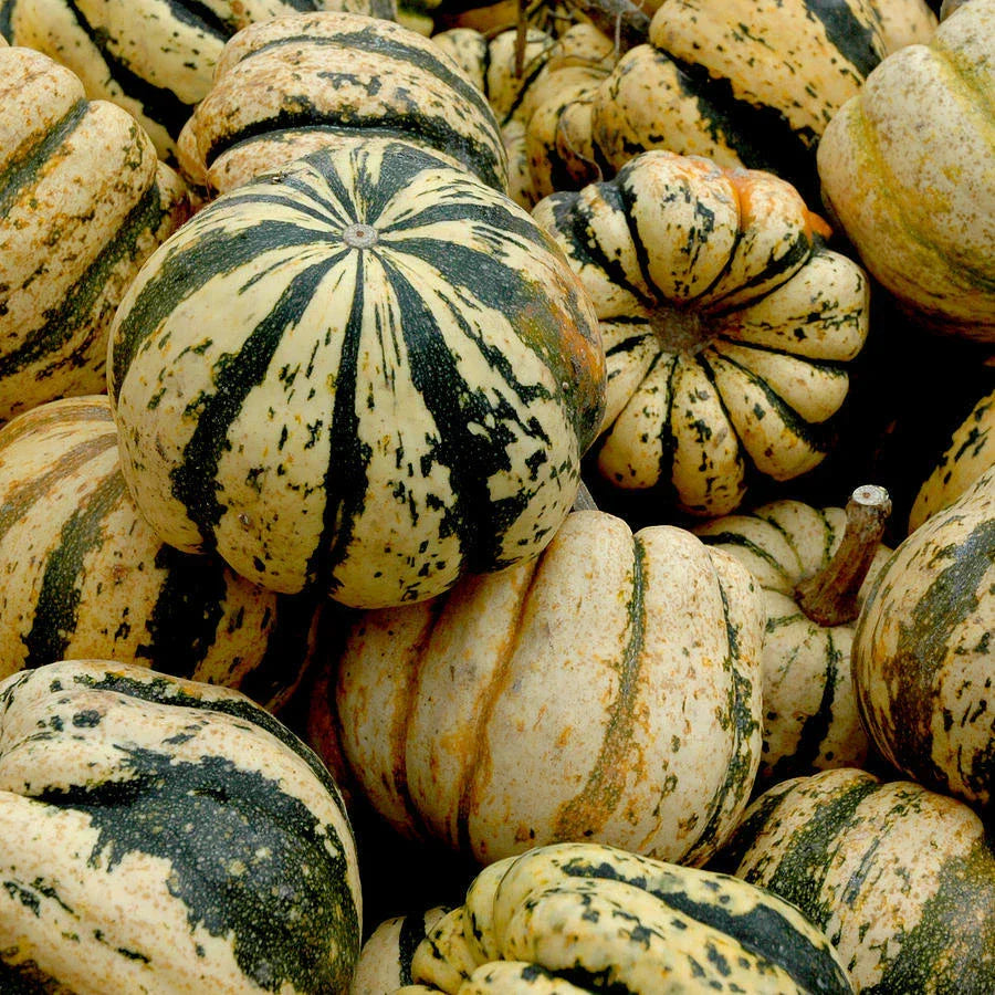 Sweet Dumpling Squash Seeds 25 Ct Non-GMO Winter Vegetable Cucurbita pepo