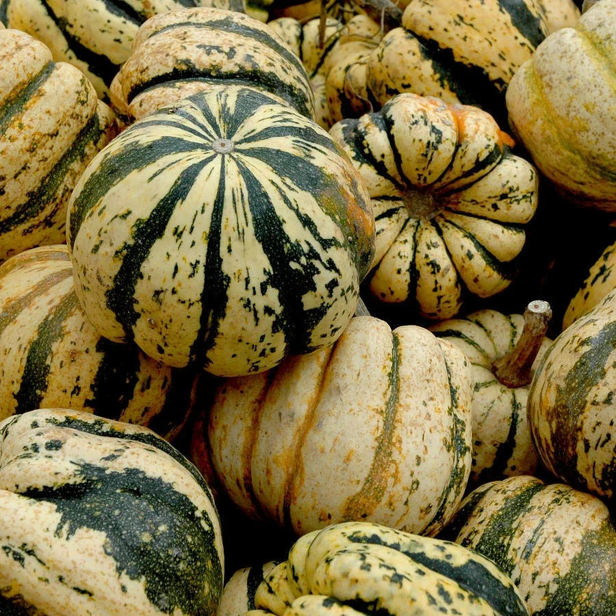 Sweet Dumpling Squash Seeds 25 Non-GMO Winter Vegetable Garden Cucurbita pepo