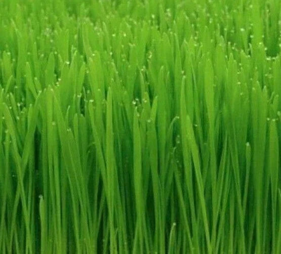 Cat Grass Seeds 50+ | Indoor Cat Wheat Grass Garden for Kittens (Avena sativa)