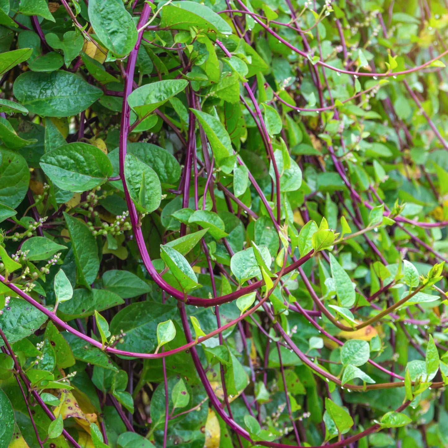 Red Stem Malabar Spinach Seeds – Basella Alba Rubra – Vining Heirloom Seeds for Warm Climates