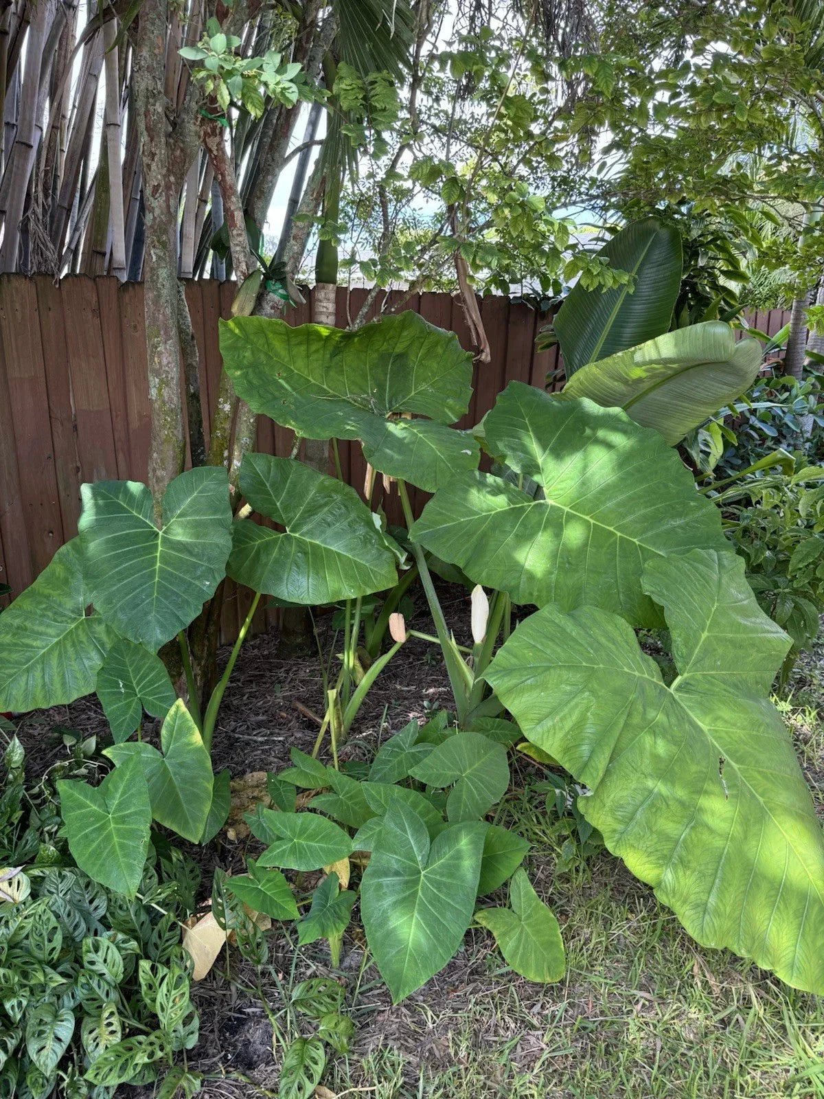 Malanga Plant (Xanthosoma Sagittifolium) Rooted 7-9” - Tropical Taro Elephant Ear for Home Garden