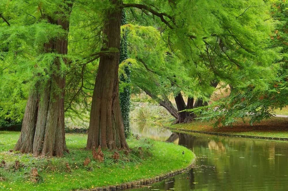 Dawn Redwood Tree Seeds - 35 Seeds - Metasequoia glyptostroboides - Fast-Growing Deciduous Conifer for Garden Landscaping