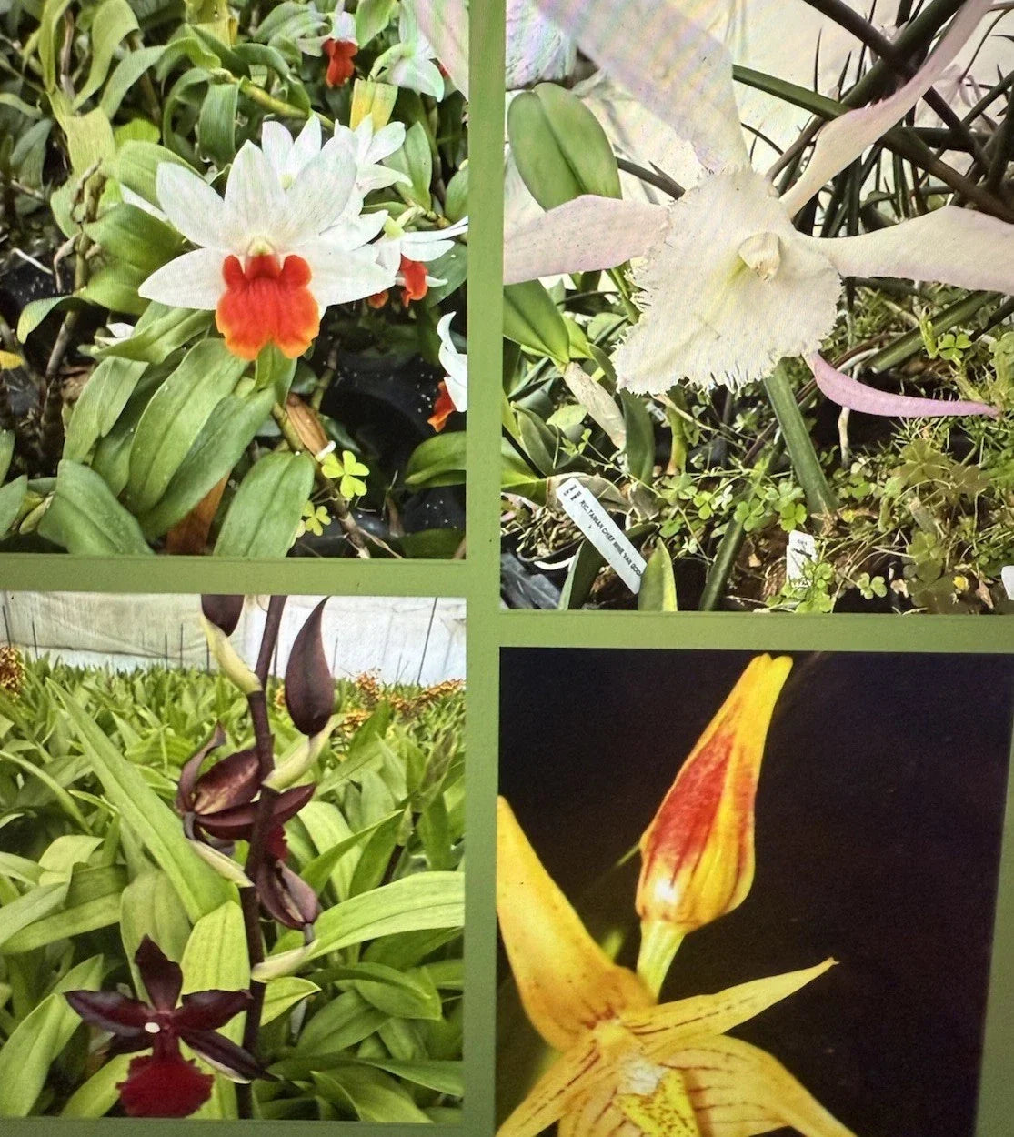Orchid Plant Seedlings 3 Bare Root New Varieties with Bulb and Stem for Indoor and Outdoor Gardening