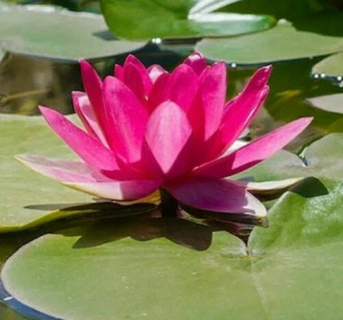 Bright Pink Water Lily Seeds - 5 Pack, Nymphaea spp, Hardy Tropical Aquatic Plant for Ponds & Water Gardens