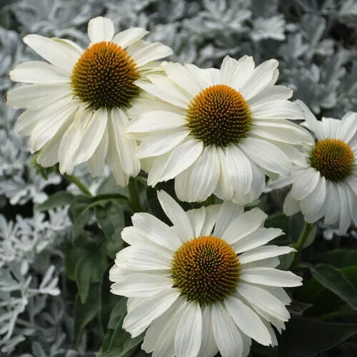 White Coneflower Seeds - 50 Pack Echinacea Purpurea Perennial Flowers for Garden Beds & Borders