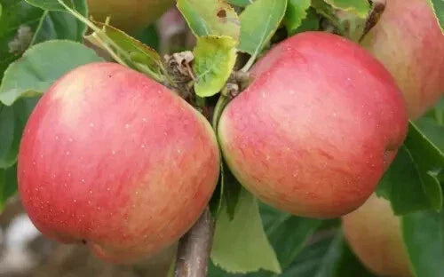 Florina Apple Seeds - Organic Malus domestica for Garden Planting, 25+ Non-GMO Seeds, Home Orchard, Full Sun, Easy to Grow