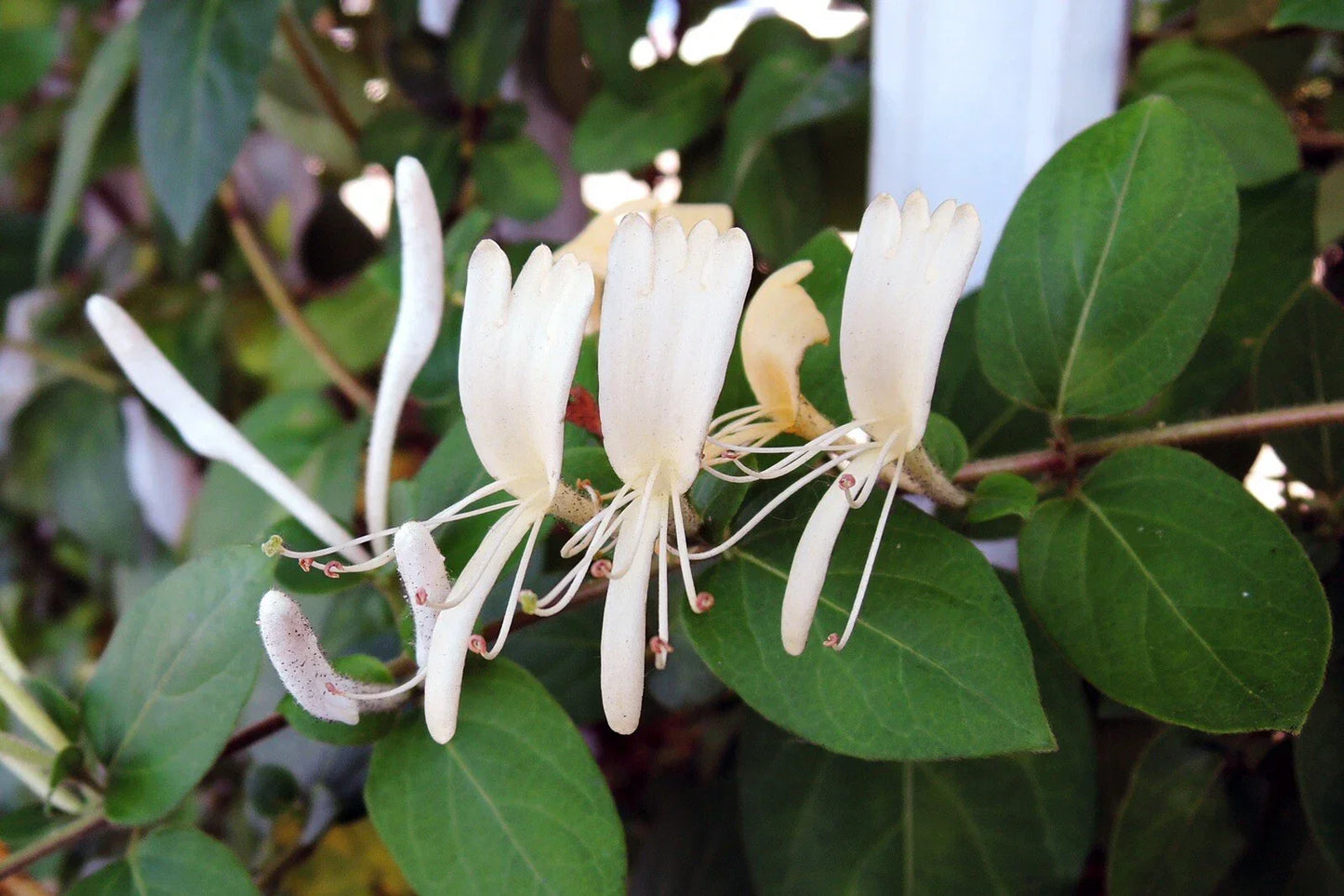3 Live Hall's Honeysuckle Vines - Lonicera japonica with White Yellow Flowers for Garden or Pots