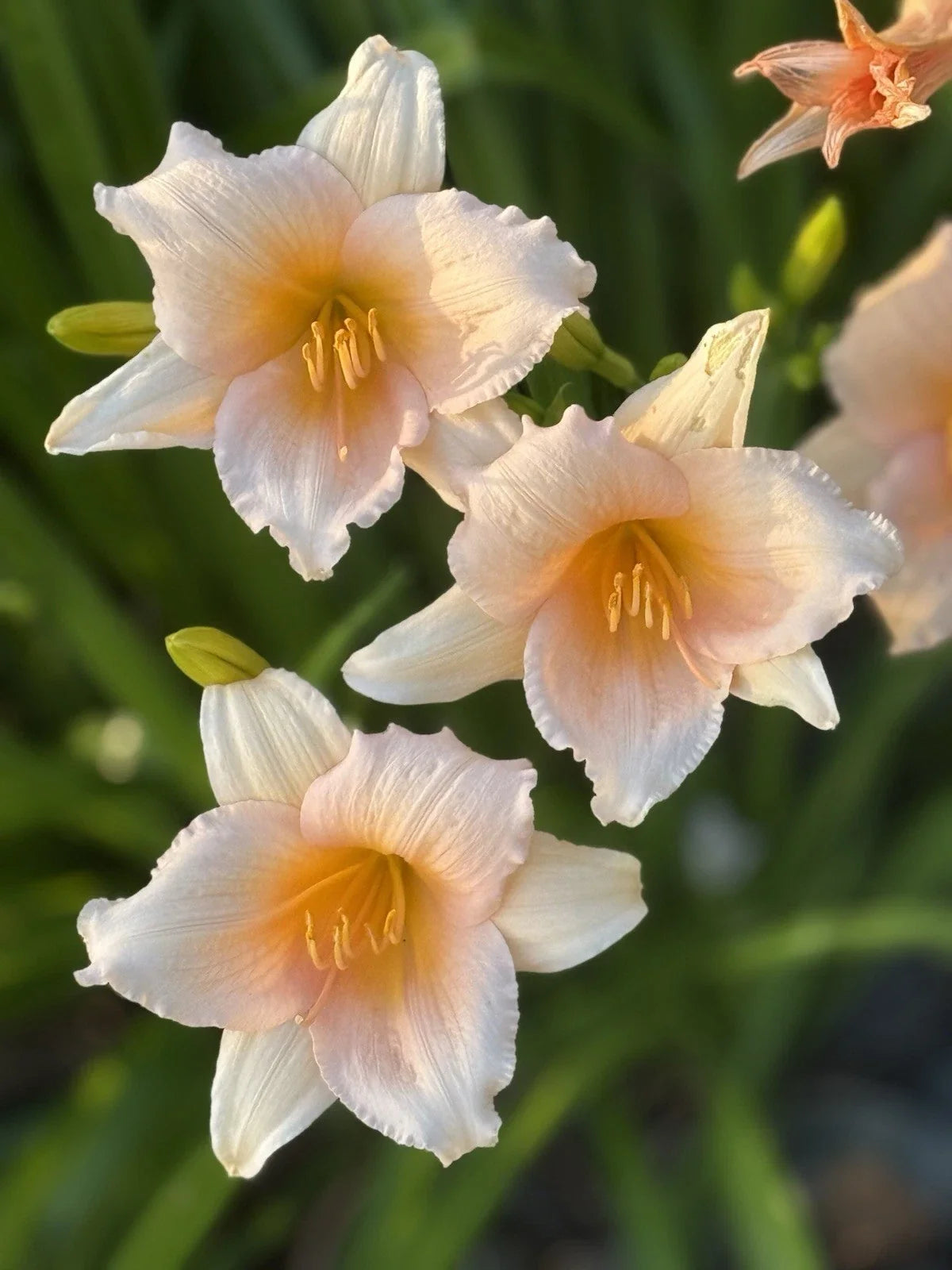 Mini Pearl Daylily Bareroot Fan - Peach Reblooming Hardy Perennial - Hemerocallis 'Mini Pearl'