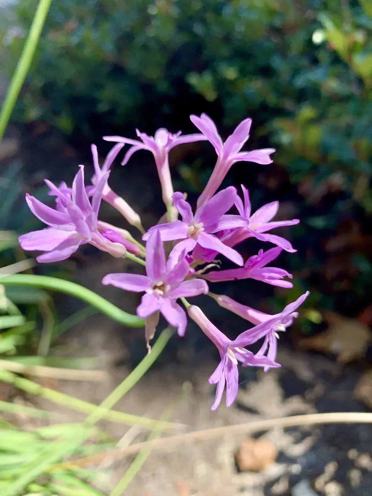 Tulbaghia Violacea Seeds - Society Garlic Pink Agapanthus - 30 Seeds - 2024 - USA