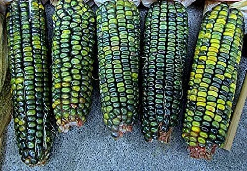Oaxacan Green Indian Corn Seeds - 25+ Heirloom Zea mays with Unique Green Kernels for Garden or Culinary Use