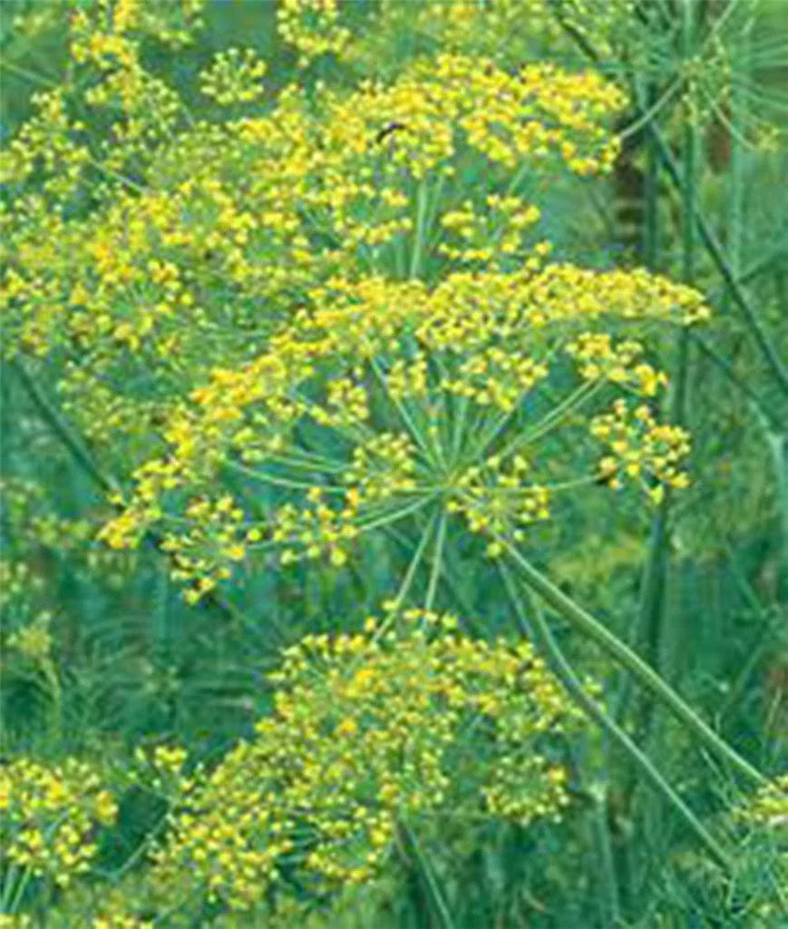 Dill Seed 25+ Heirloom Mammoth Long Island Non-GMO Anethum graveolens