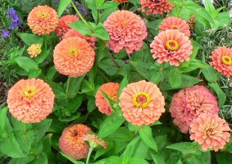 Zinnia Seeds - 100+ Rose Zinnia Elegans Mix - Annual Flower Garden Seeds USA