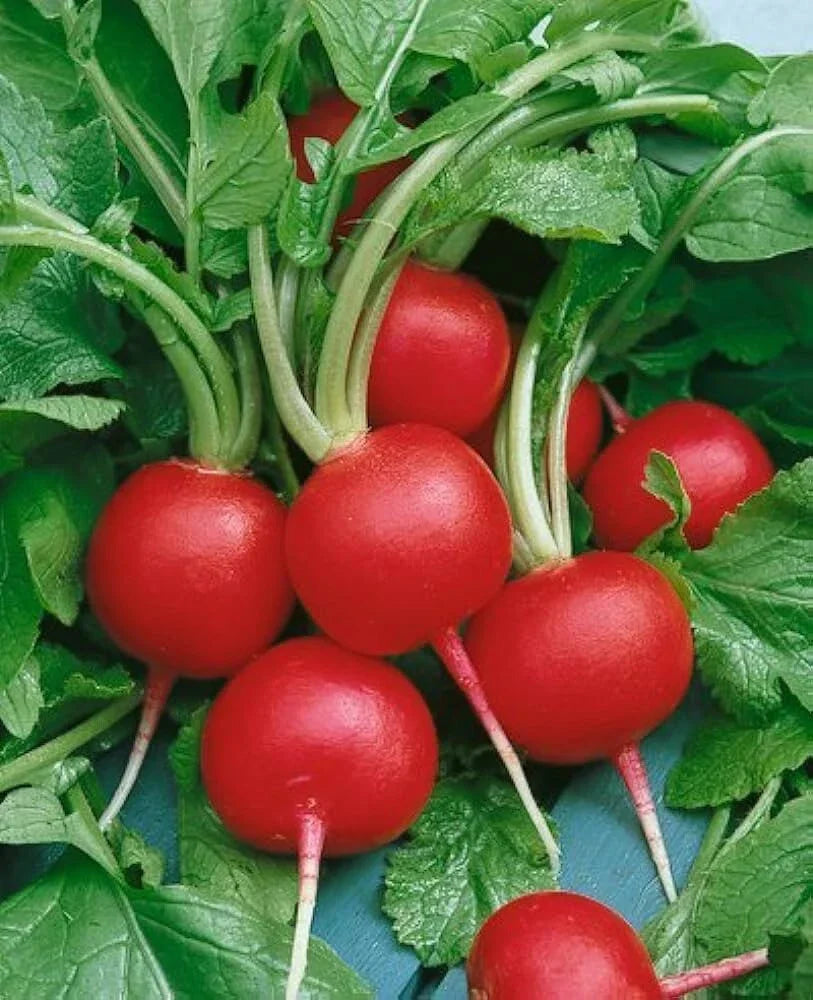 Champion Radish Seeds - 200+ Non-GMO Heirloom Organic Raphanus sativus Seeds