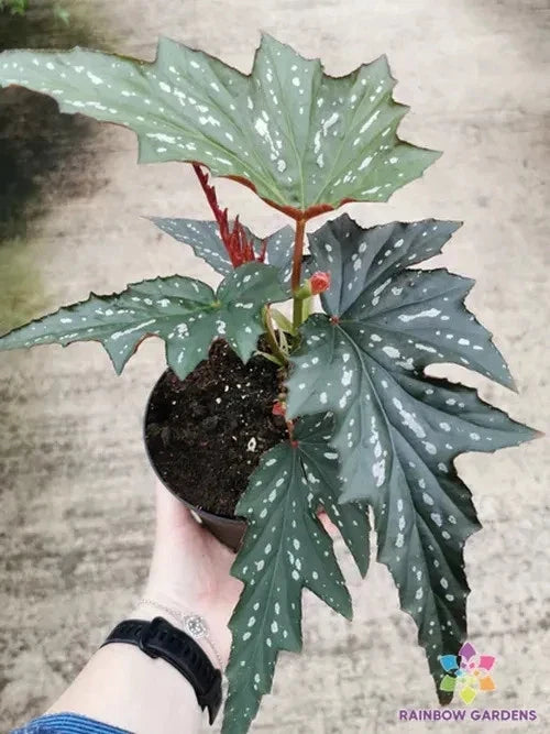 Sophie Cecil Begonia Seeds - Non-GMO Begonia x semperflorens for Garden & Indoor Planting, 25+ Seeds