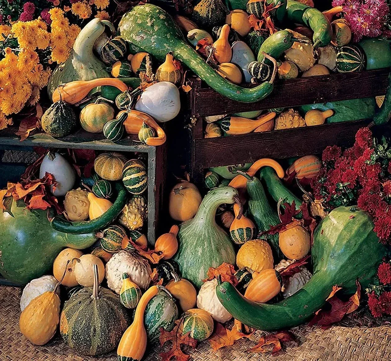 Large Gourd Mix Seeds | 25+ Seeds for Colorful Fall Decor | Cucurbita pepo